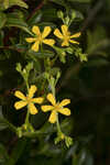 Early St. Johnswort